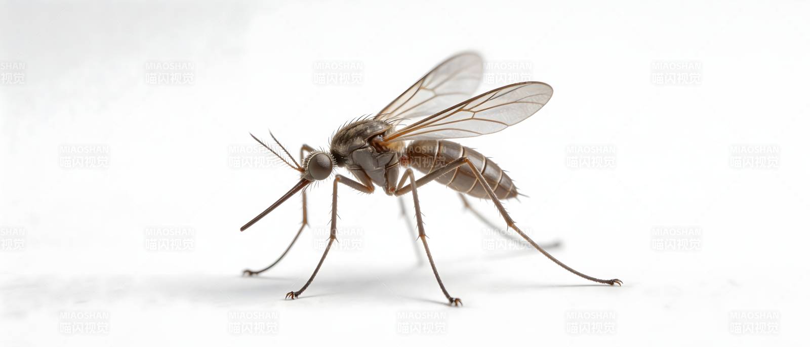 蚊子特写 白色背景清晰呈现图片