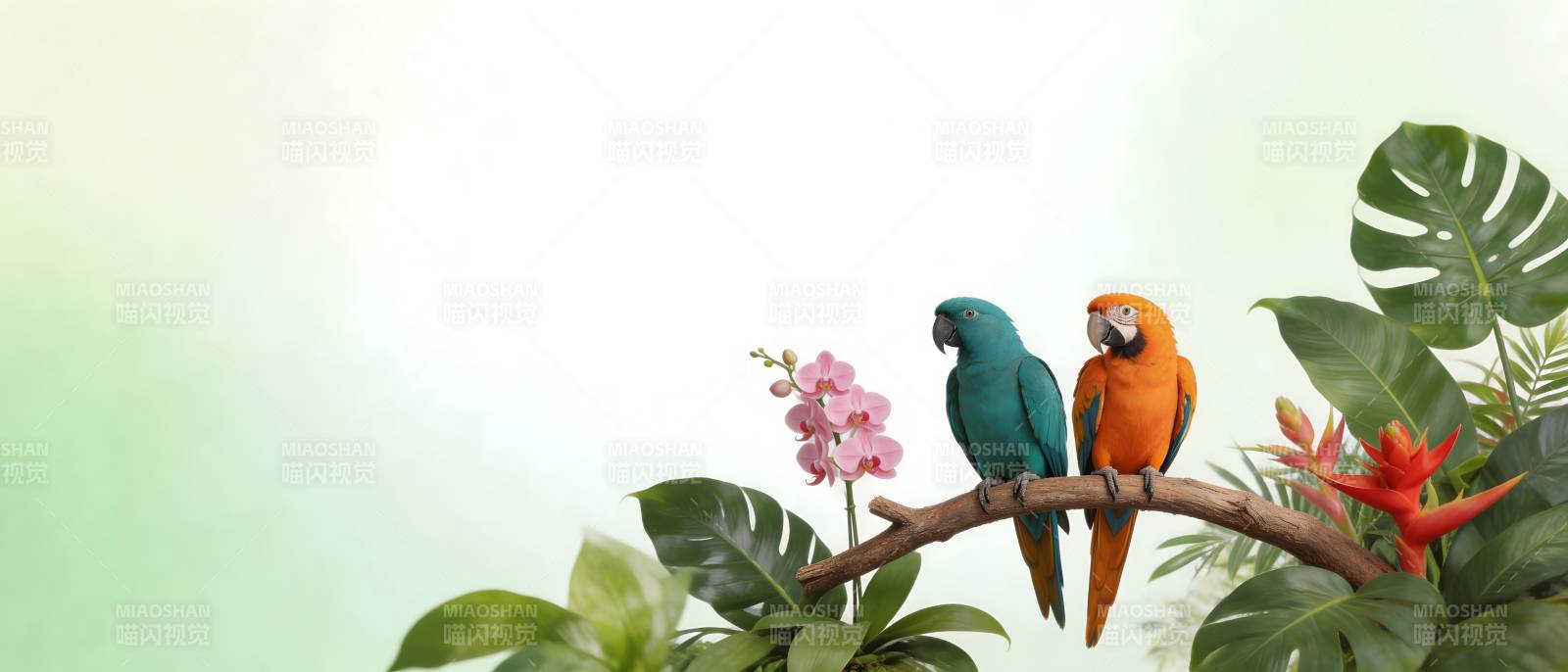 双鹦鹉栖花枝 热带风情浓图片