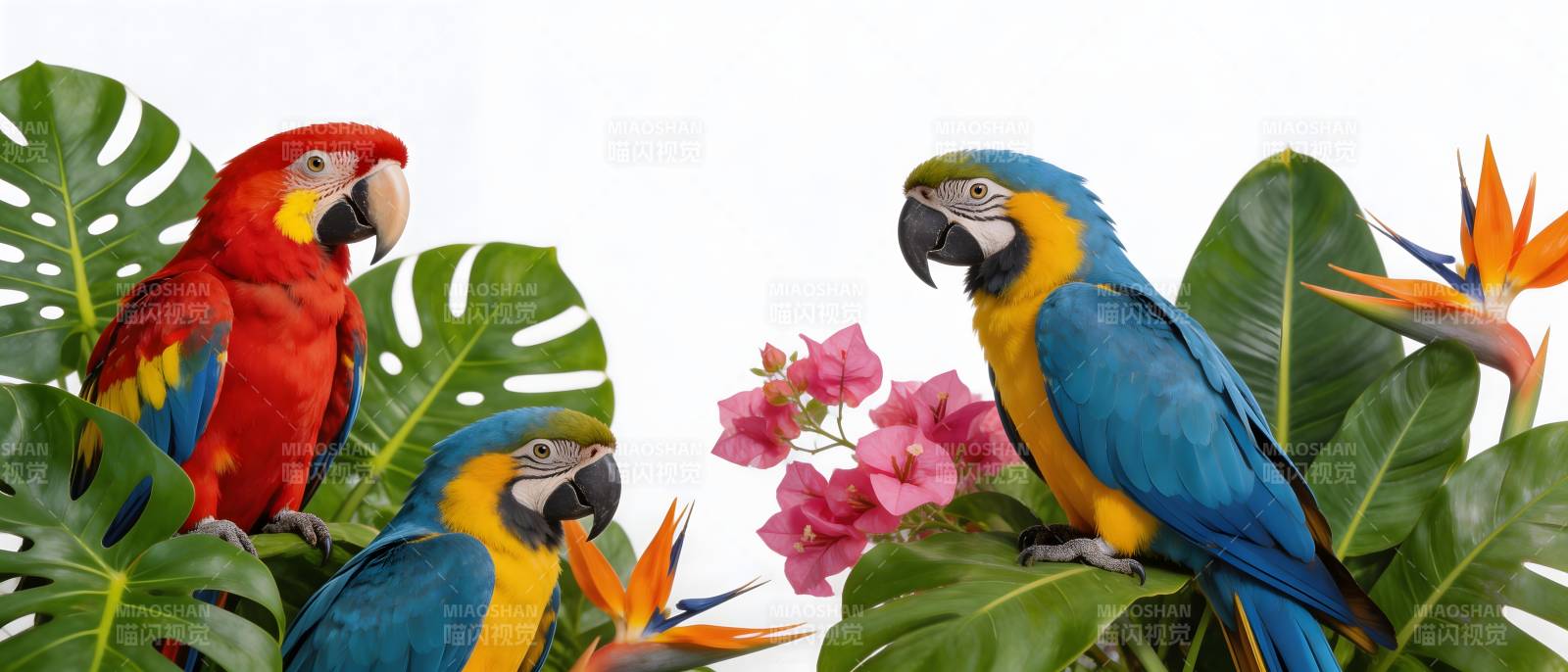 鹦鹉花丛共舞图图片