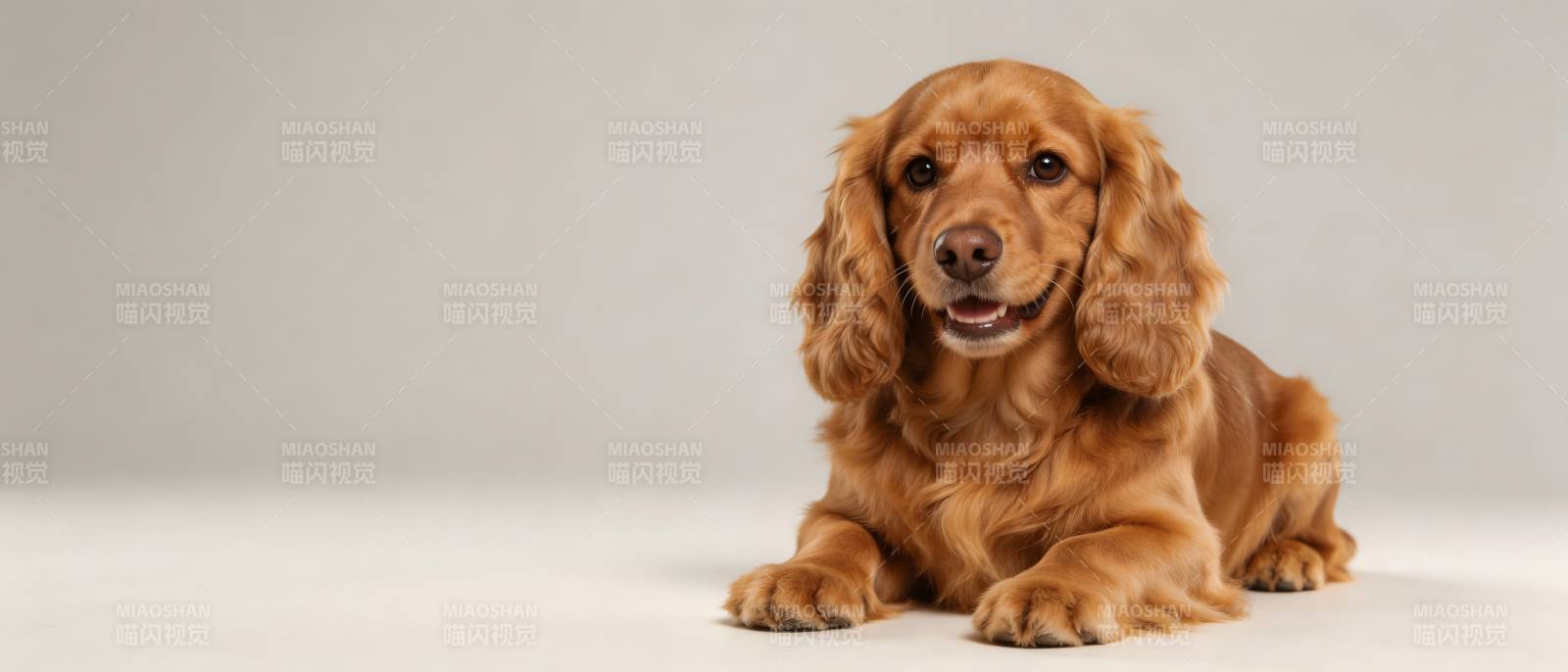 金毛犬静卧微笑萌态十足图片