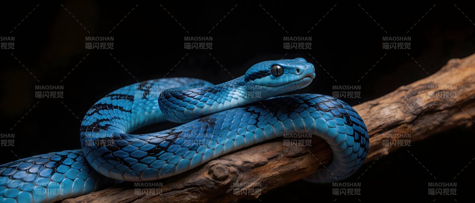 蓝蛇盘枝 幽光摄魂图片