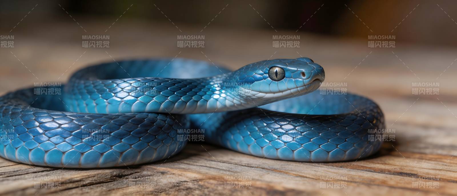 蓝蛇盘踞木面 静待时机图片