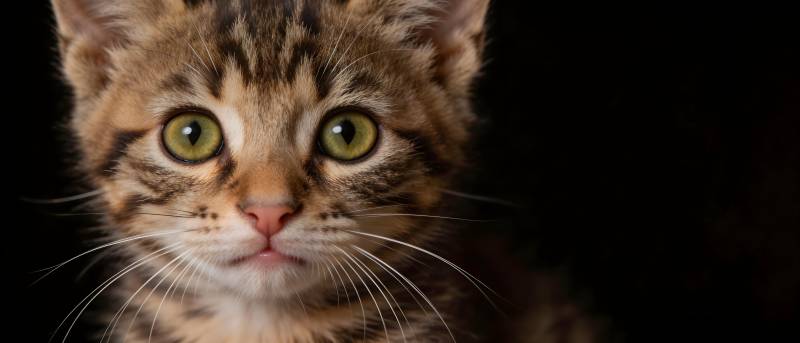 萌猫绿眼凝视镜头图片