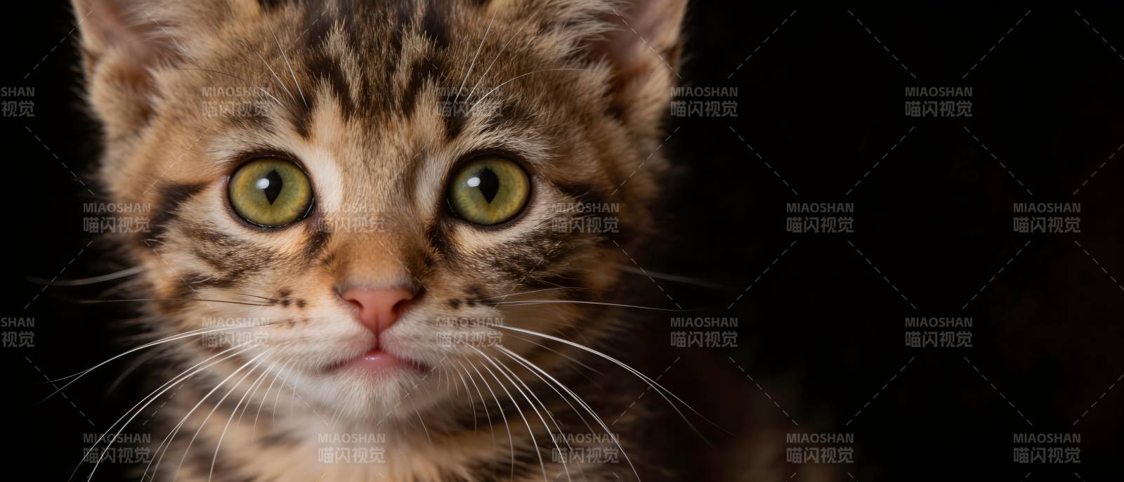 萌猫绿眼凝视镜头图片