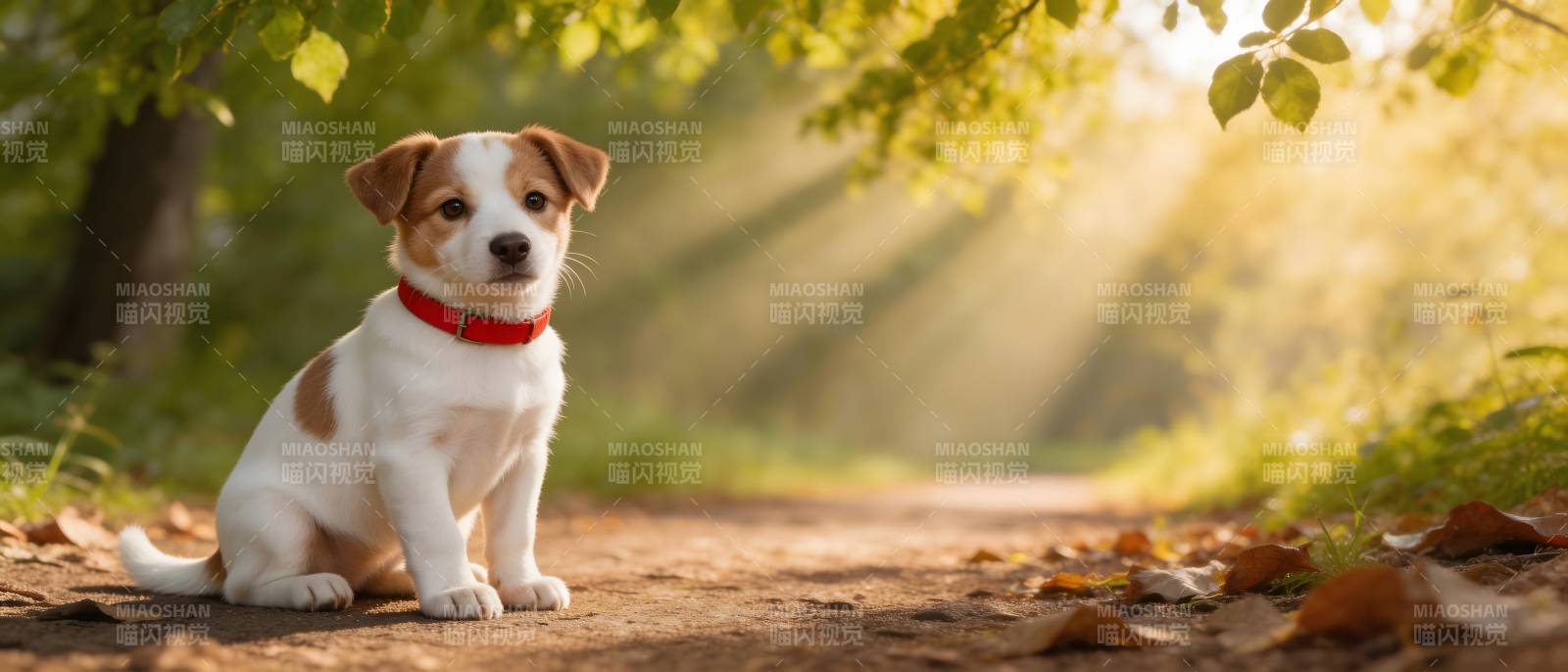 秋日小径上的萌犬图片