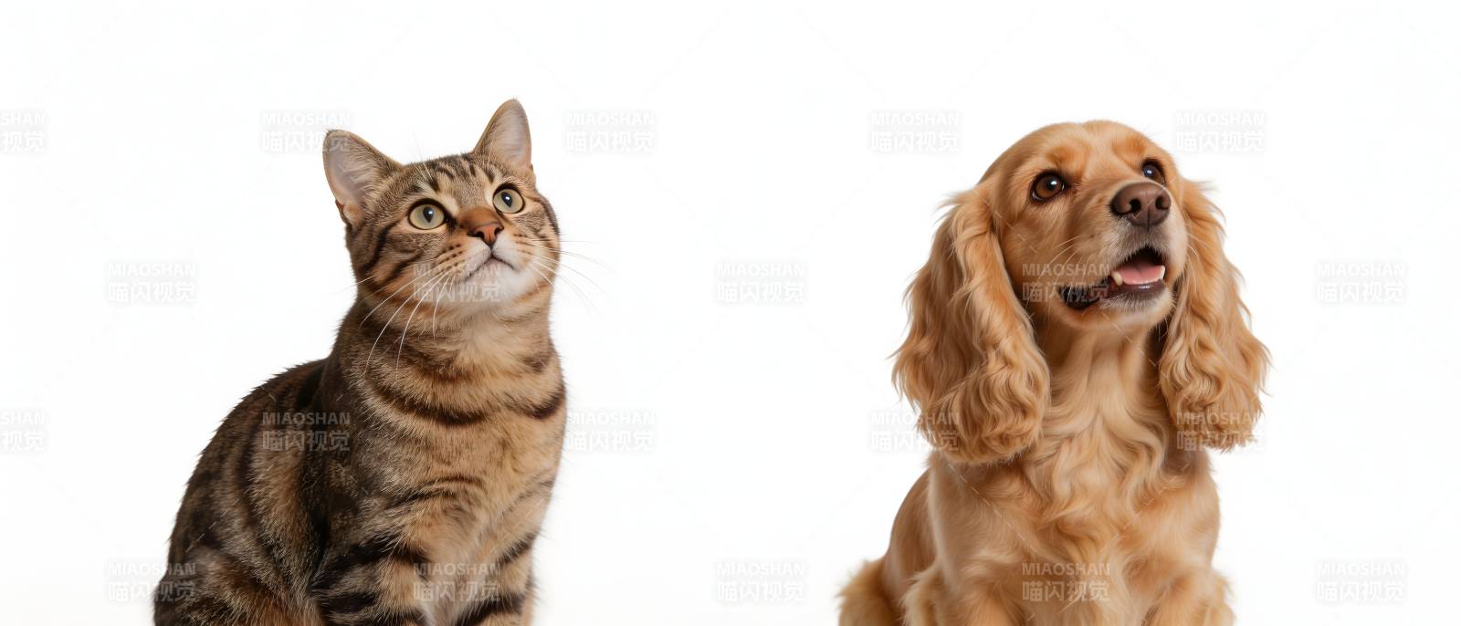 猫狗同框 萌态十足图片