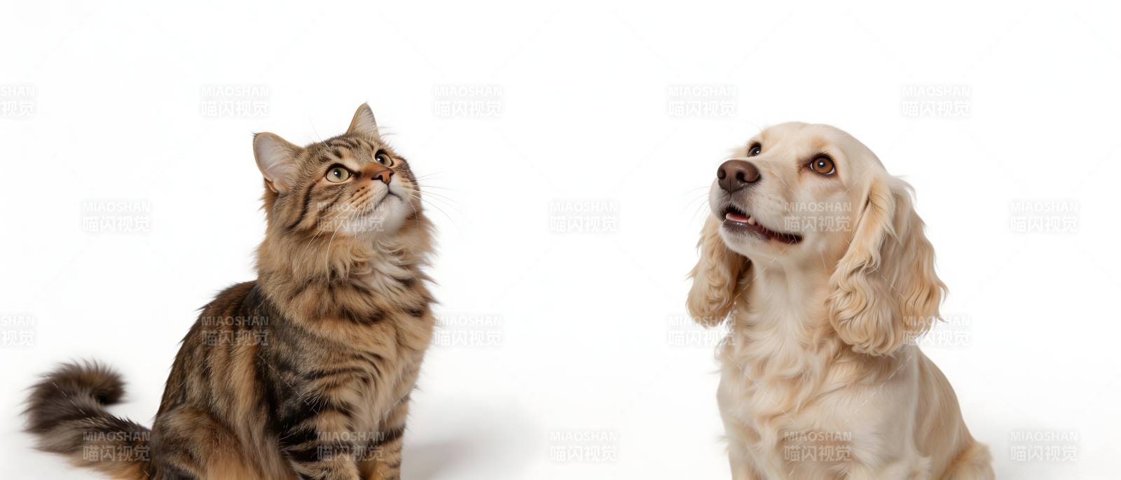 猫狗同框 萌趣对视图片