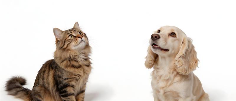 猫狗同框 萌趣对视图片