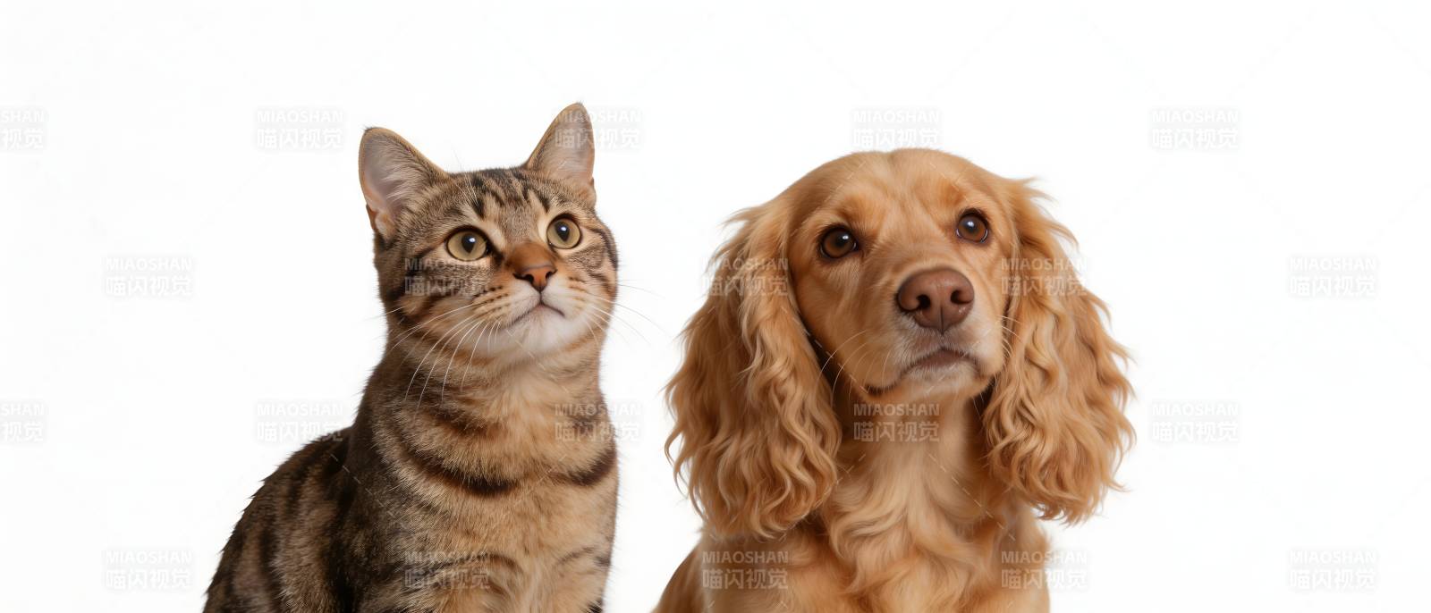 猫狗同框 萌态十足图片