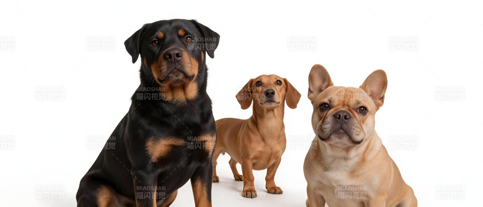 三犬同框萌态十足图片