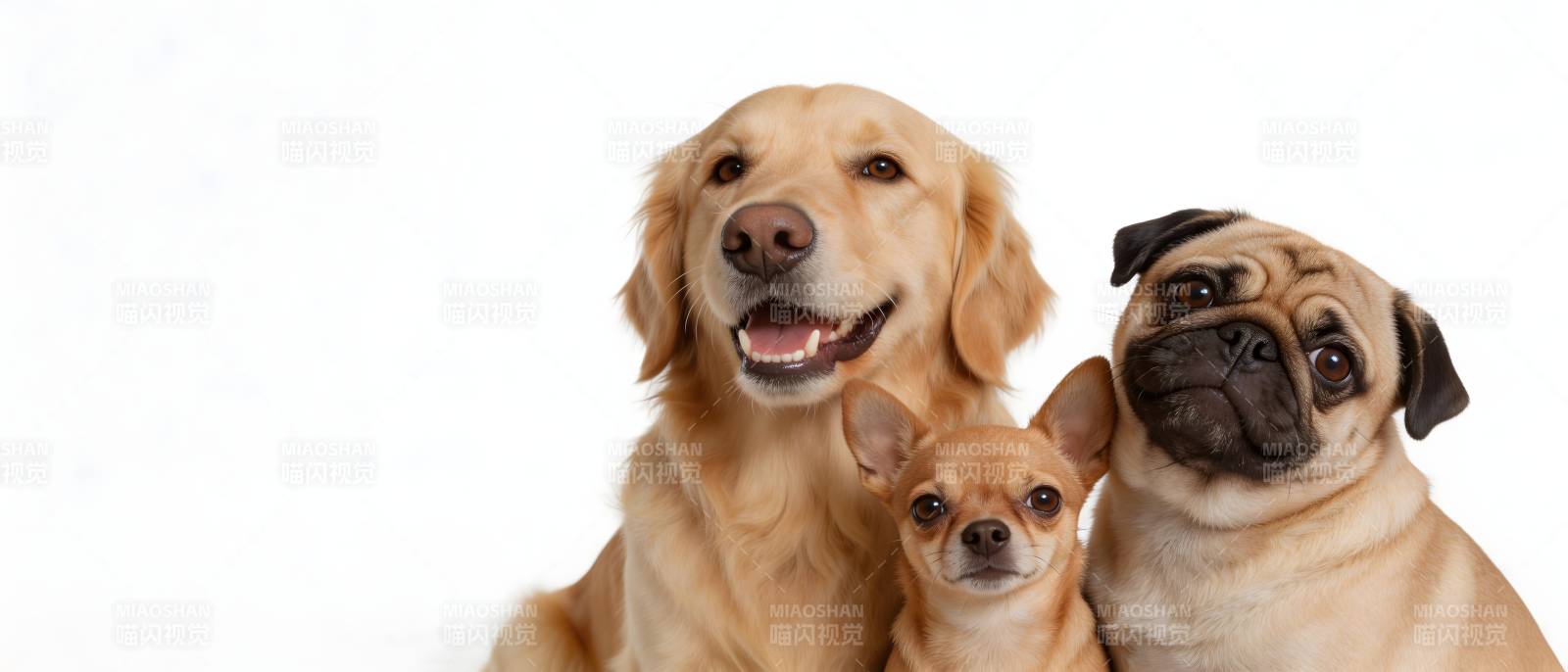 三狗同框 萌态十足图片