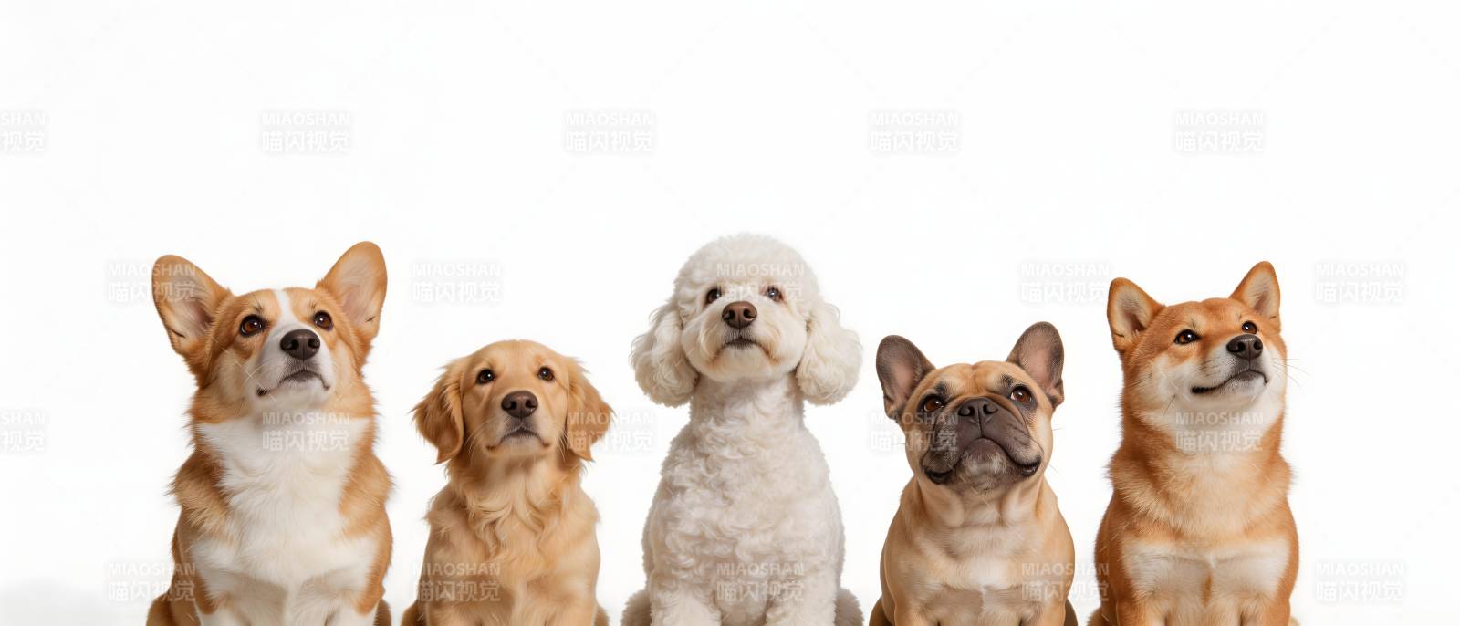 五只萌犬排排坐图片