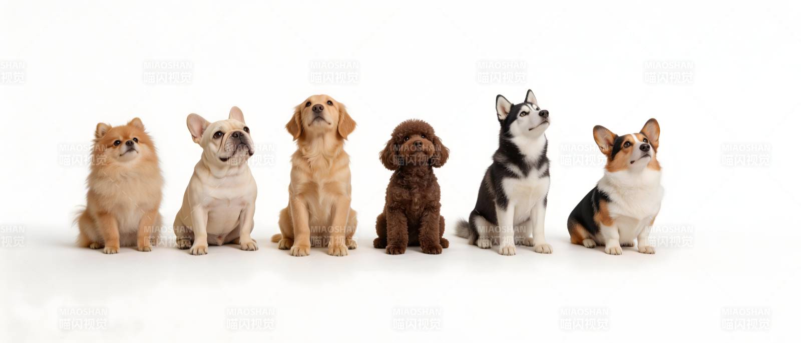 六只萌犬排排坐图片