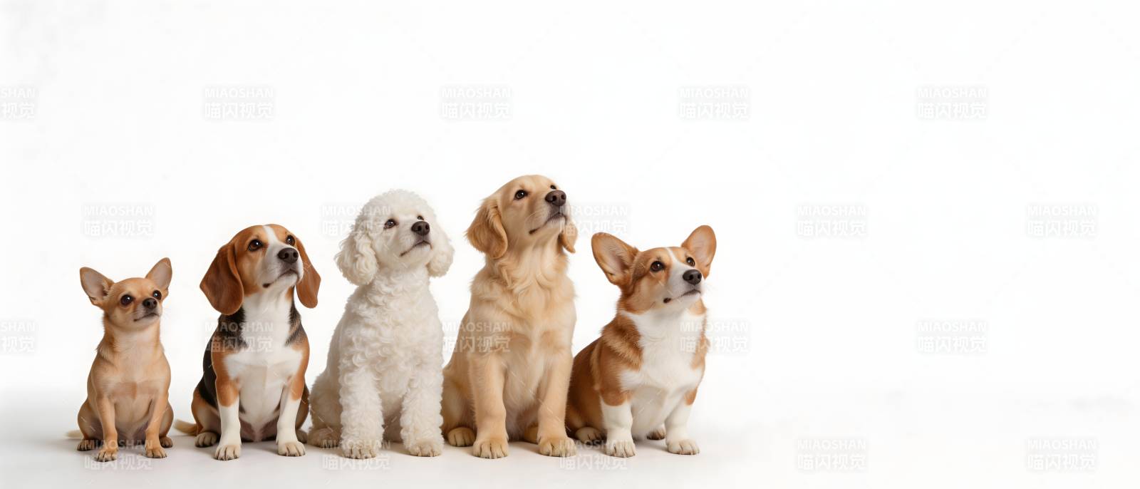 五只萌犬排排坐 可爱满分图片