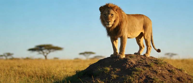 雄狮立土丘 草原王者风图片