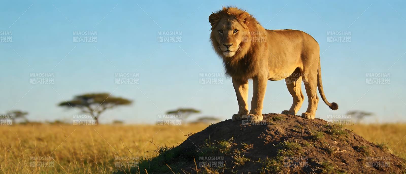 雄狮立土丘 草原王者风图片