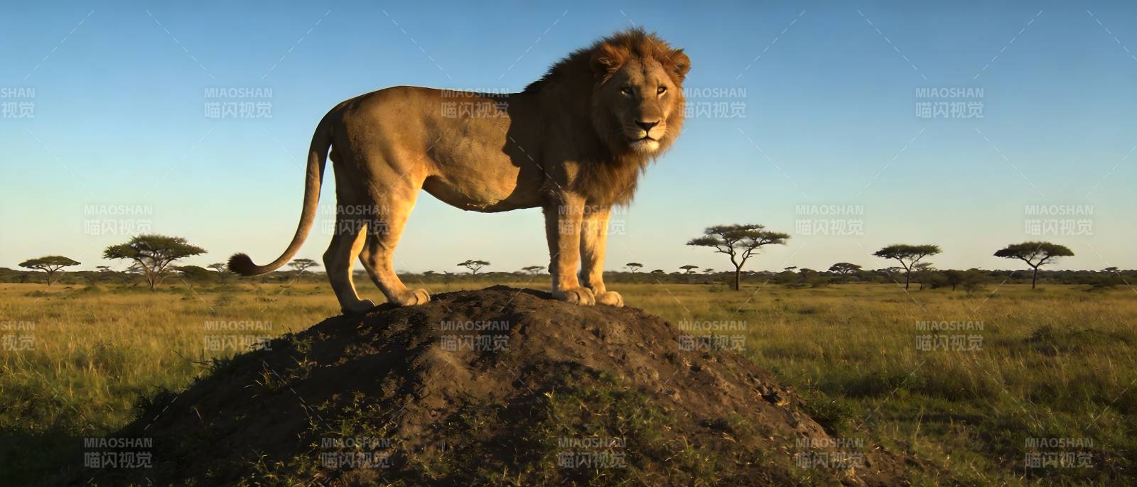 草原雄狮立土丘图片
