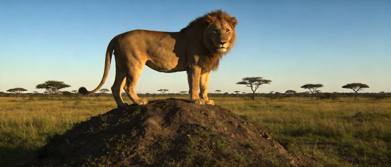 草原雄狮立土丘图片