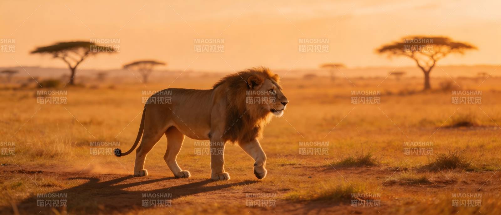 夕阳下的雄狮漫步草原图片