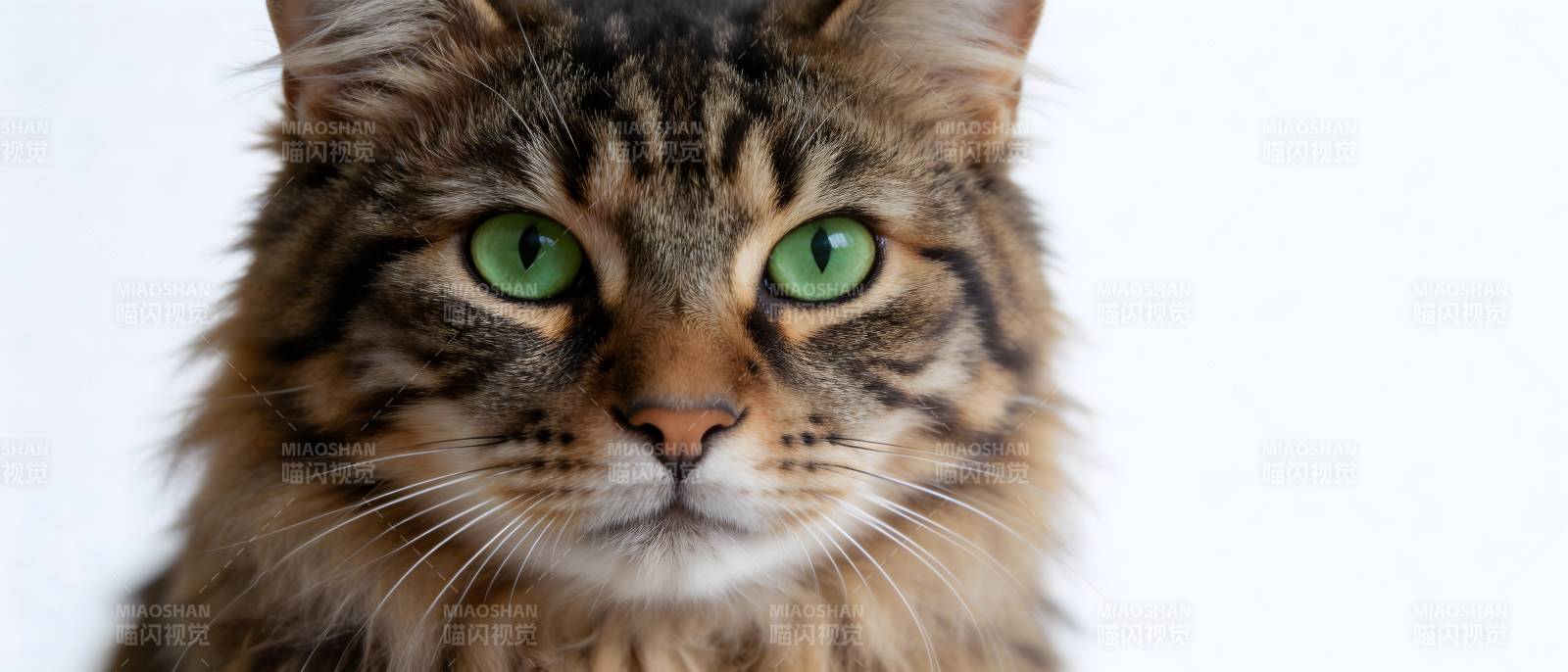 绿眼长毛猫凝视镜头图片