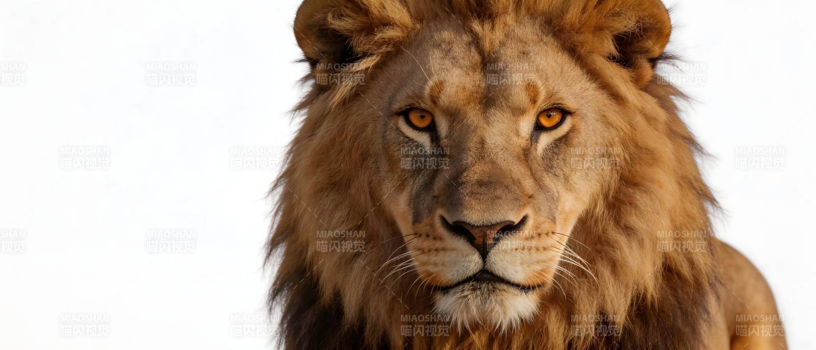雄狮凝视 王者风范图片