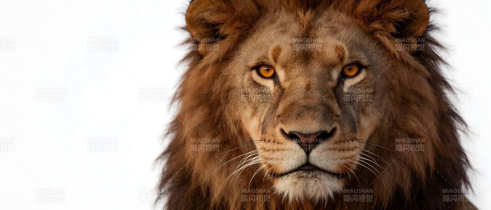 雄狮凝视 王者之风图片