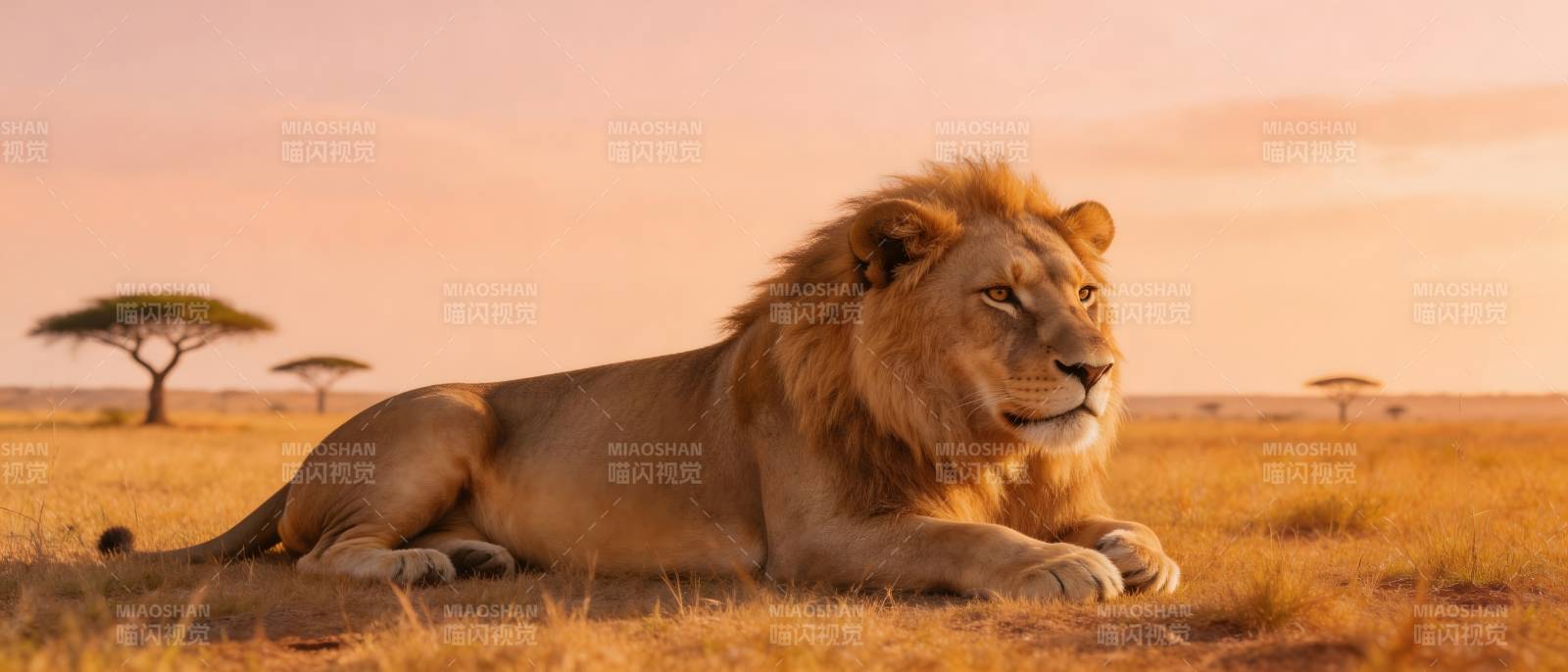 草原雄狮 夕阳静卧图片