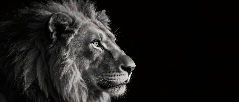雄狮侧影 黑白威严图片