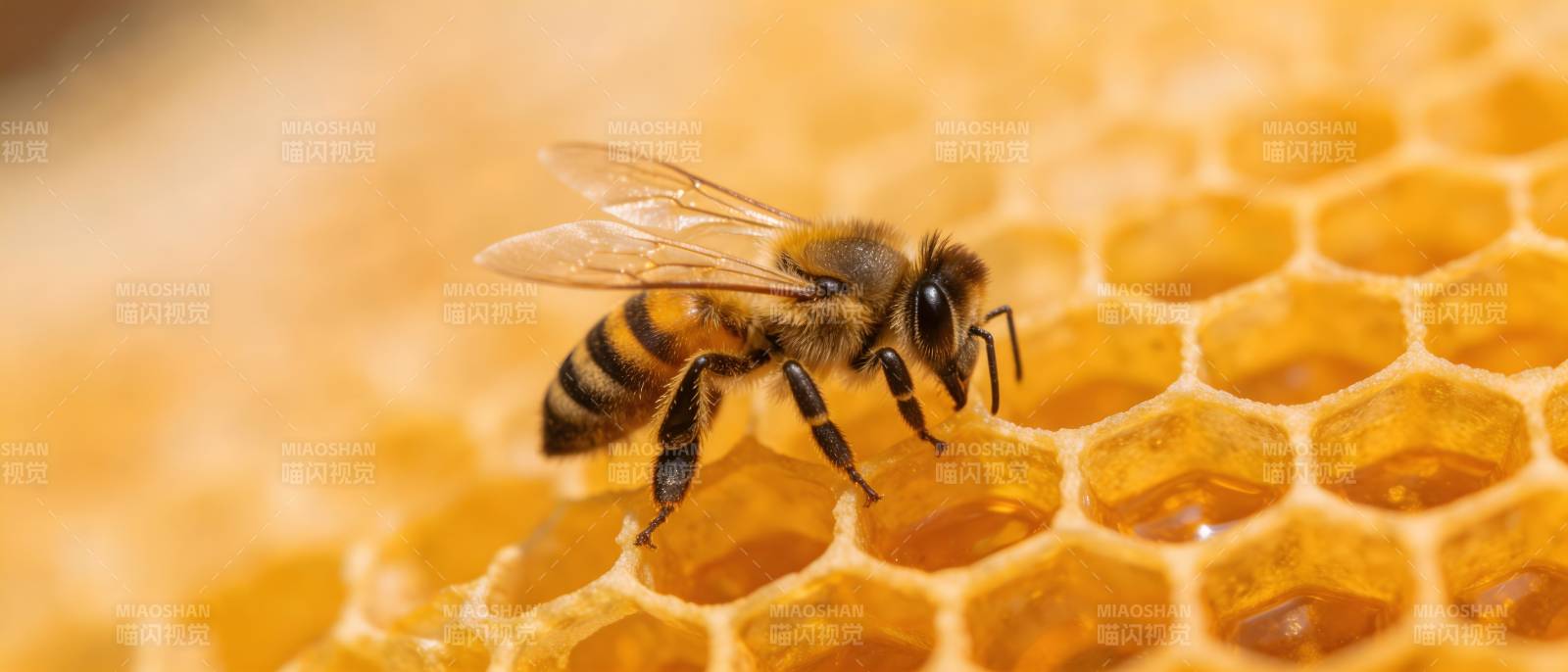 蜜蜂采蜜于蜂巢之上图片