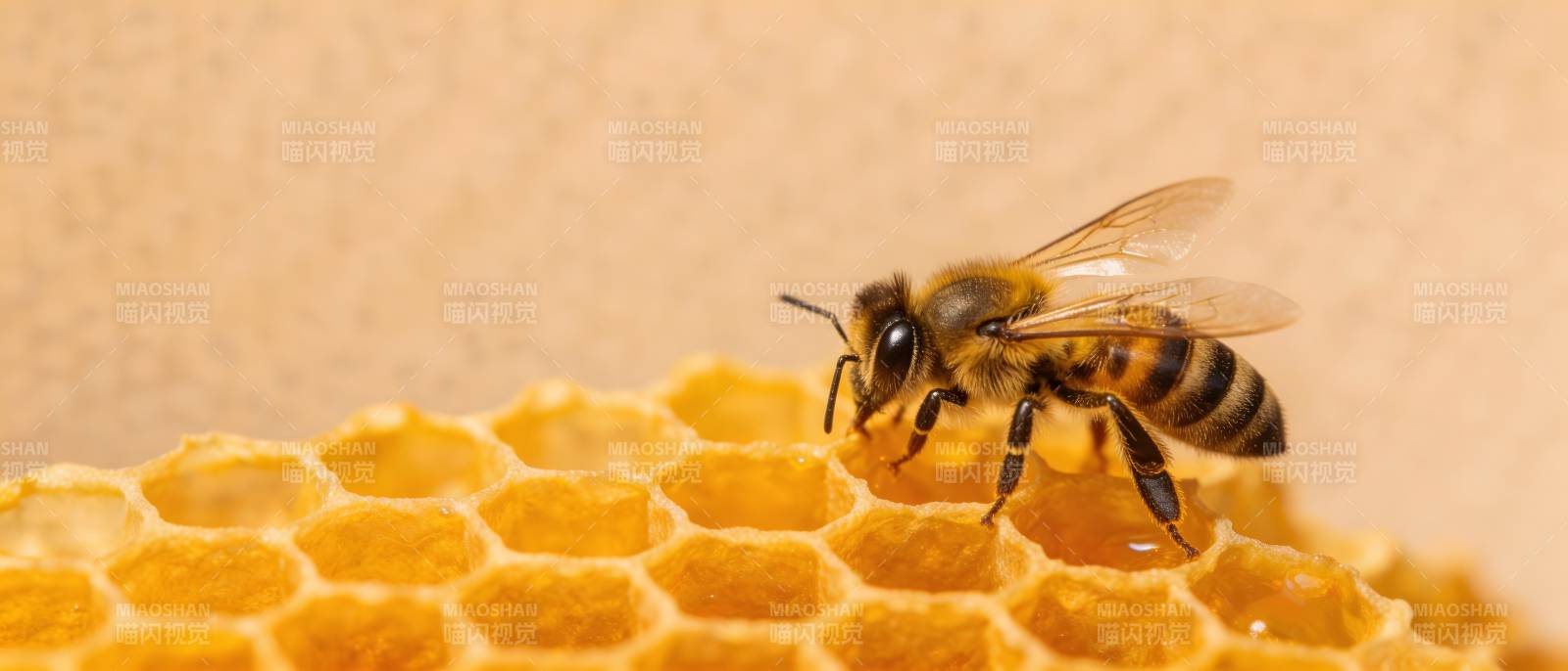 蜜蜂采蜜于蜂巢之上图片