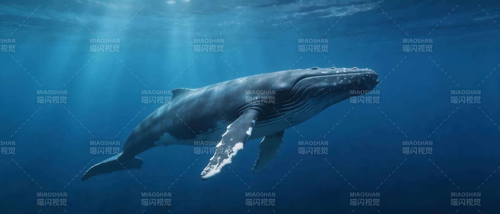 深海鲸歌 蓝鲸悠然游弋图片