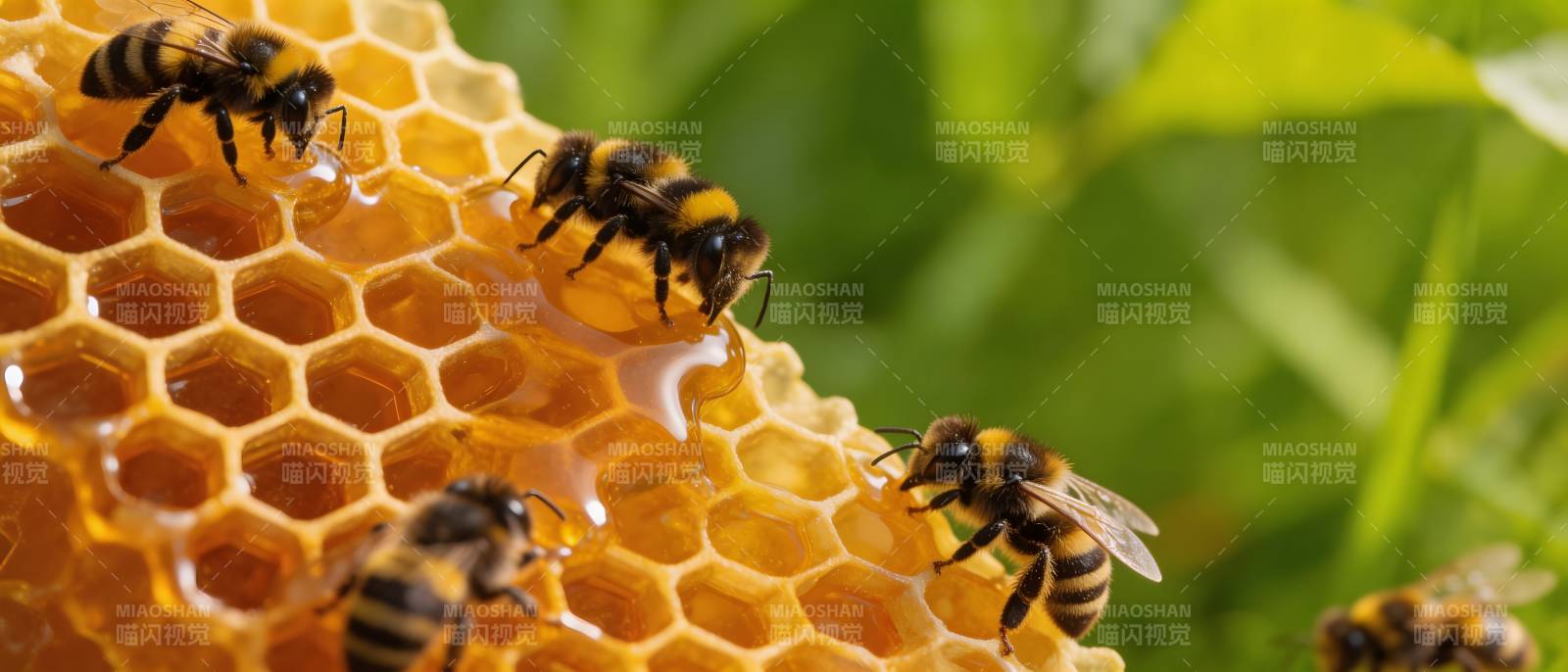 蜜蜂采蜜 蜂巢金黄图片