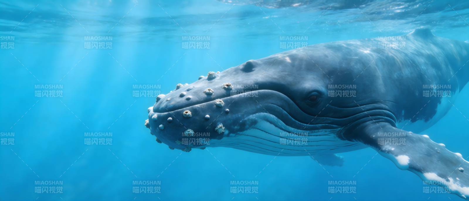 鲸鱼悠游蔚蓝深海图片