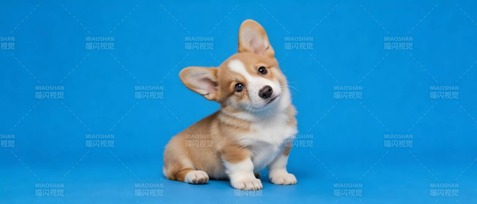 蓝底萌柯基 歪头杀太甜图片