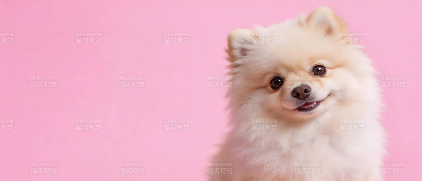 粉萌小博美 甜笑治愈你图片