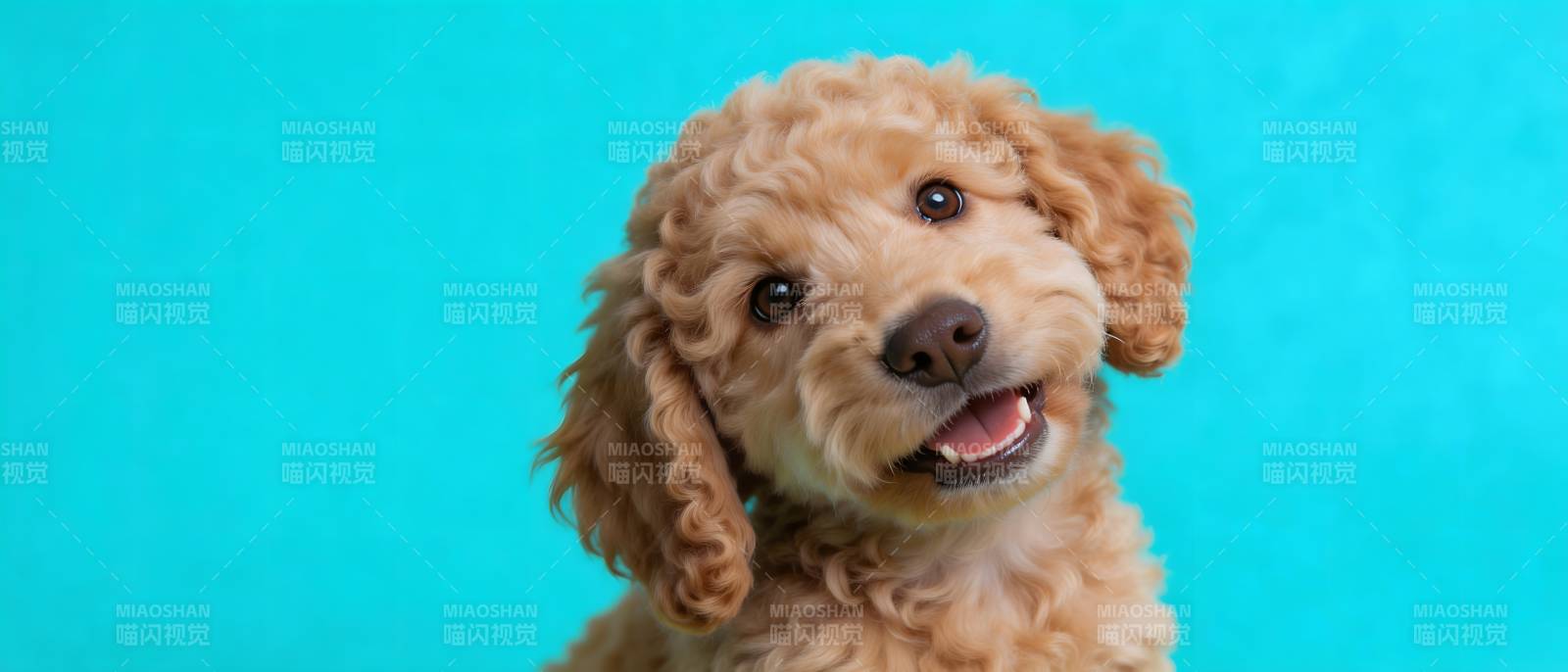 萌犬微笑 蓝底超可爱图片