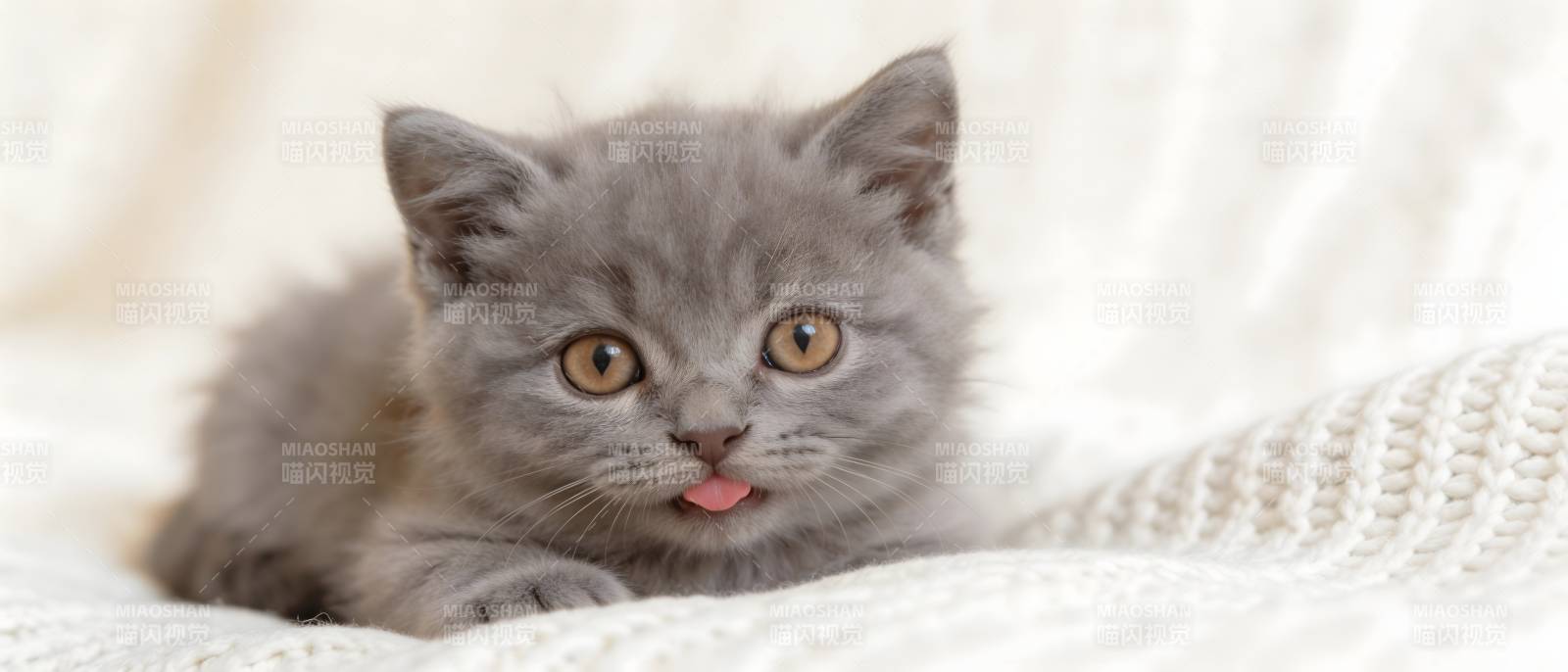 灰猫吐舌萌态十足图片