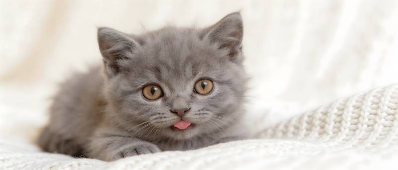 灰猫吐舌萌态十足图片