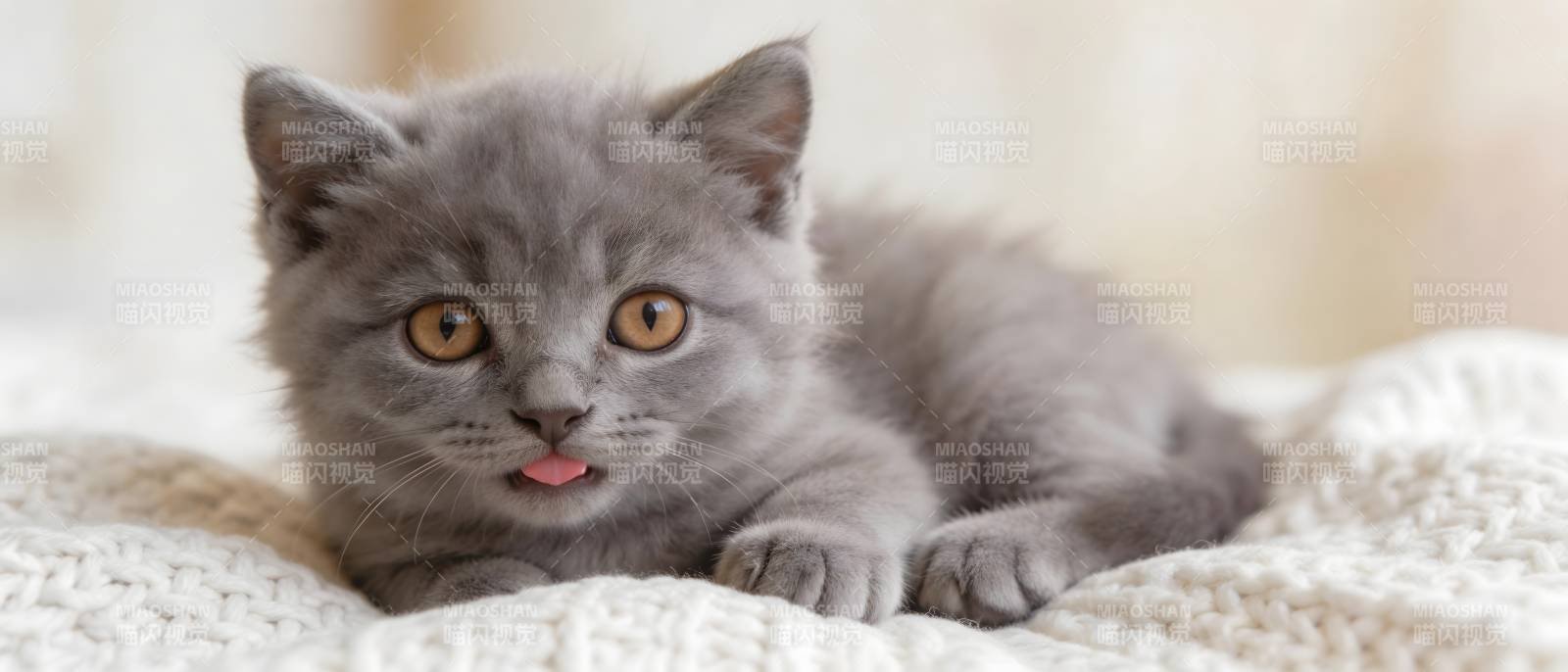 灰猫吐舌萌态十足图片