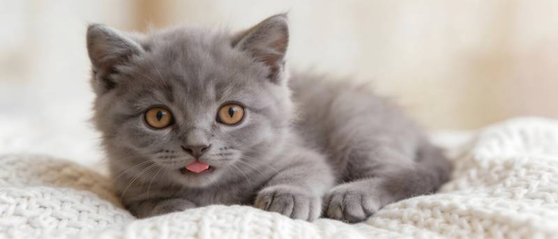 灰猫吐舌萌态十足图片