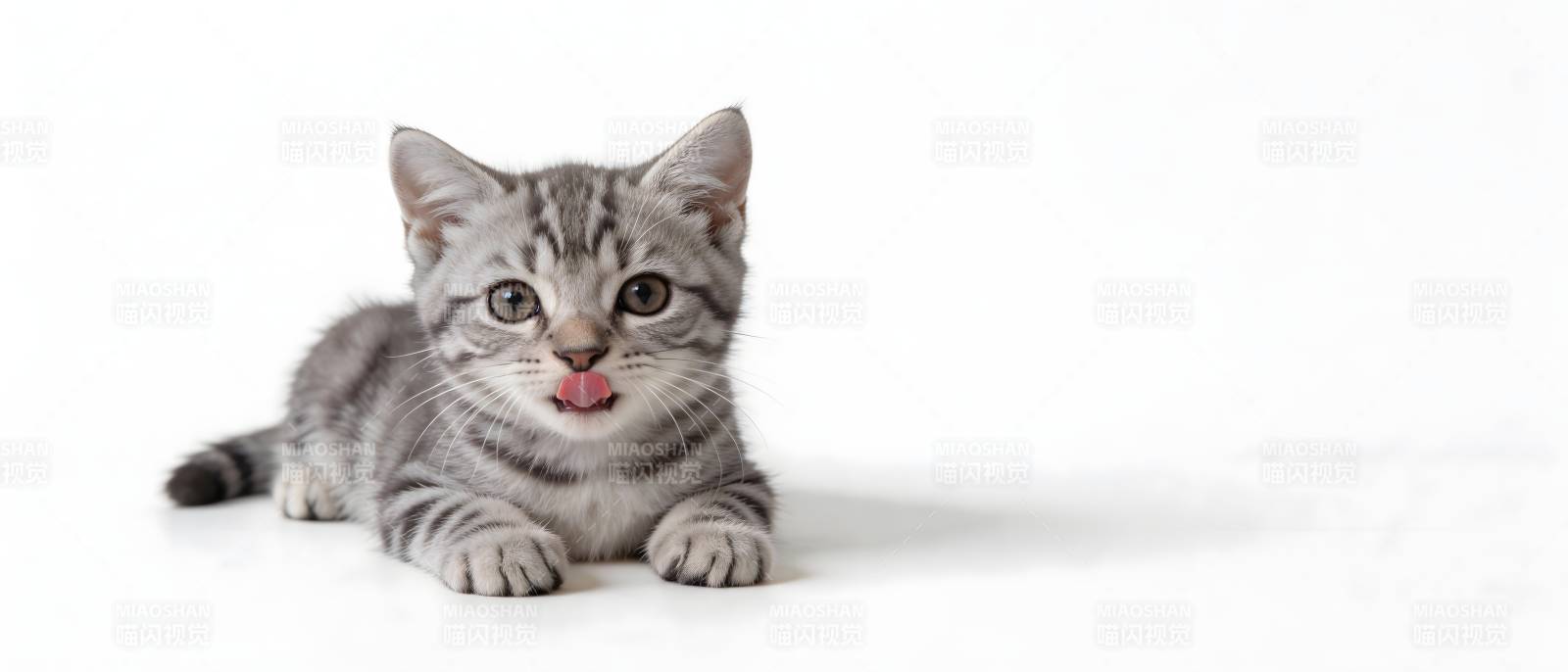 银虎斑小猫吐舌卖萌图片