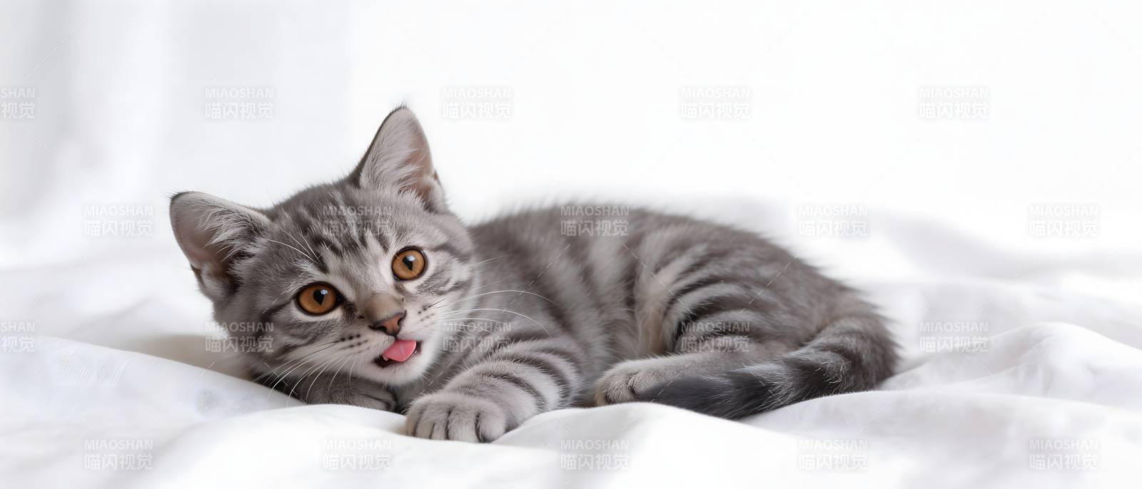 灰猫舔舌 萌态十足图片