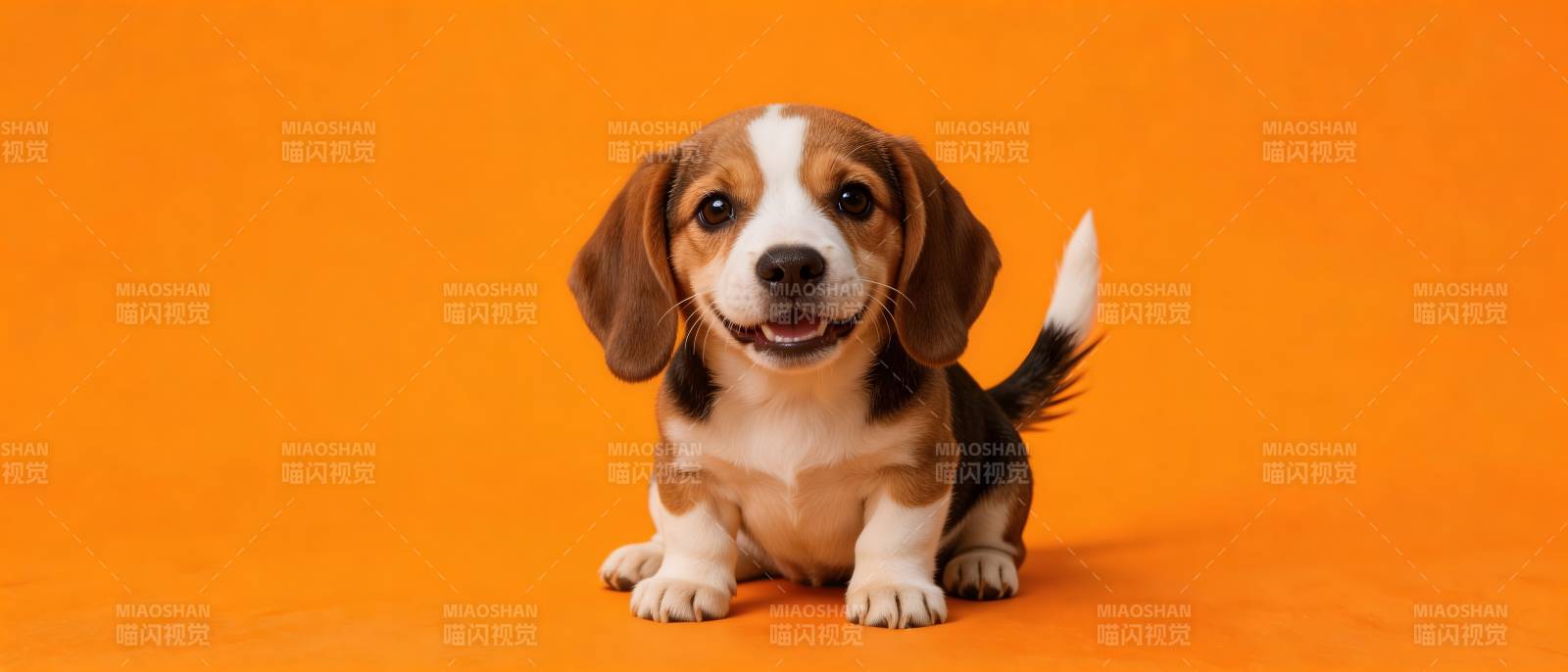 橙底萌犬 笑靥如花图片