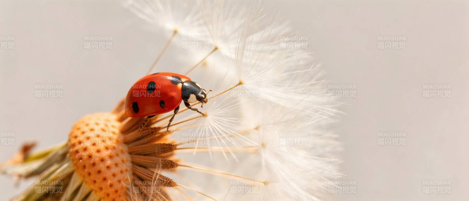 瓢虫栖蒲公英 轻盈如梦图片