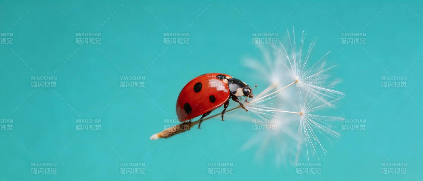 瓢虫乘蒲公英飞翔图片