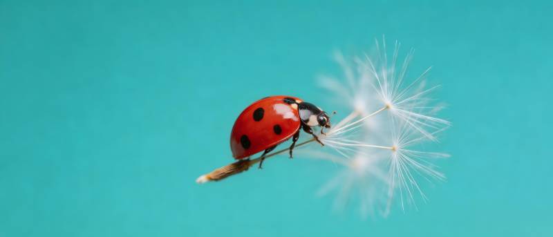 瓢虫乘蒲公英飞翔图片