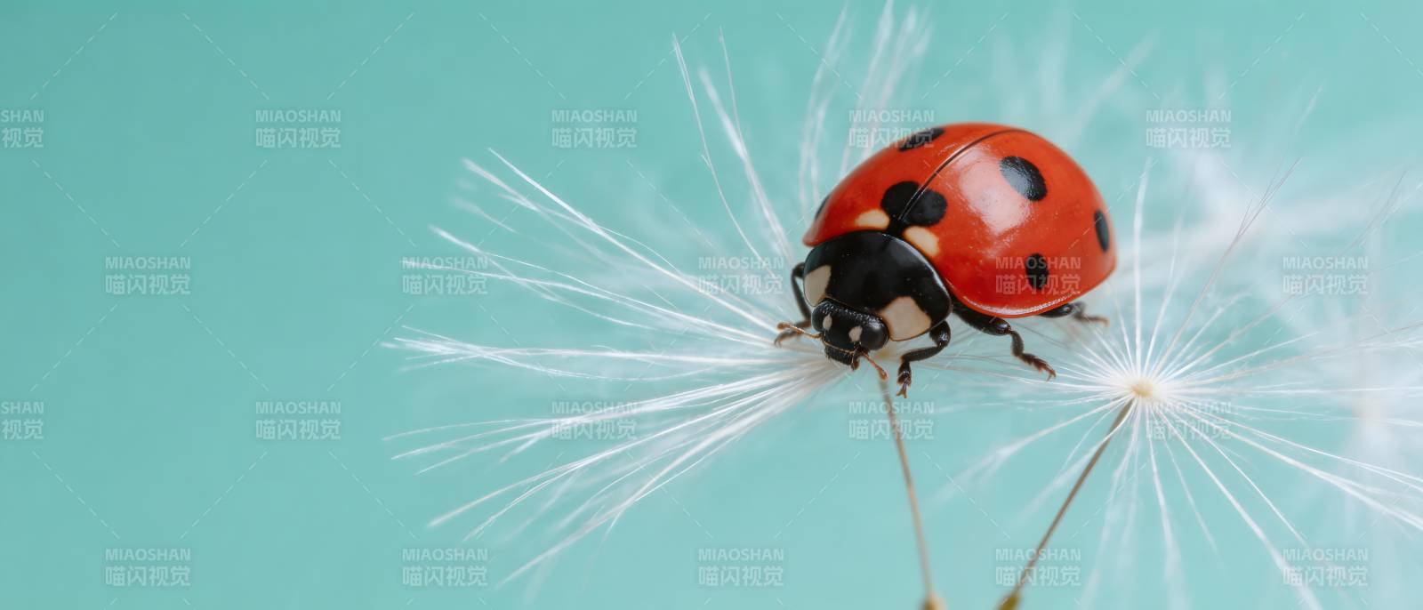 瓢虫栖蒲公英 轻盈如梦图片