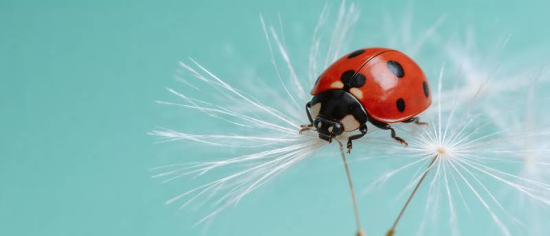 瓢虫栖蒲公英 轻盈如梦图片