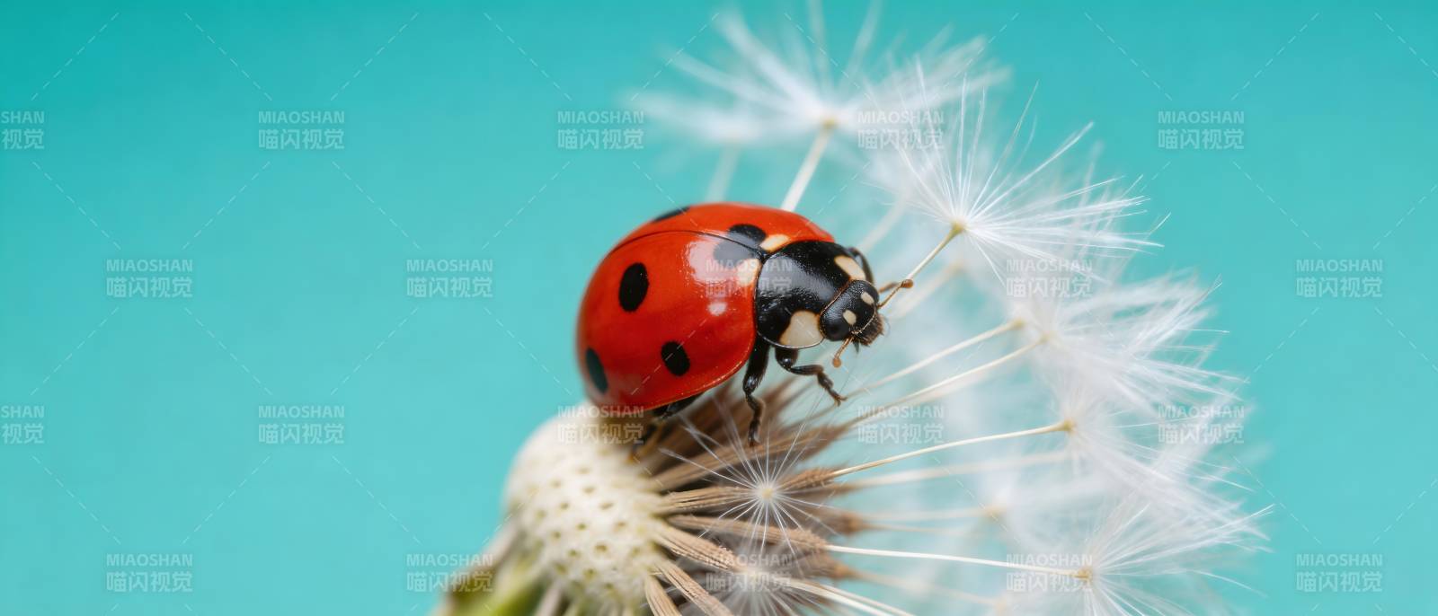 瓢虫栖蒲公英 蓝背景微距图片