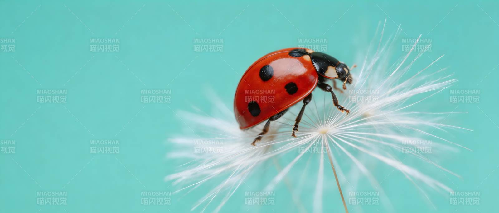 瓢虫栖蒲公英 轻盈如梦图片